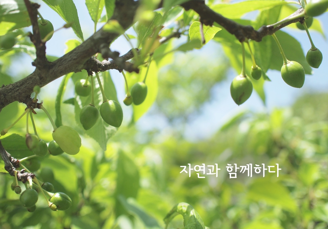 메인-자연과 함께하다