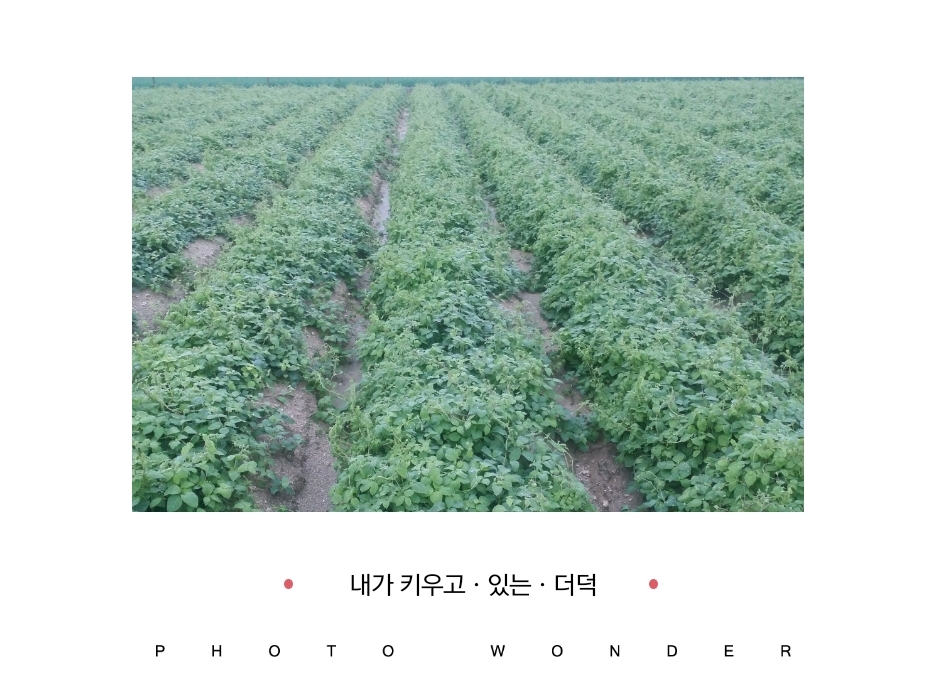 소개-대광건재약업사